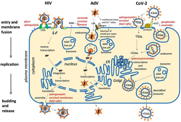 https://cdn.ncbi.nlm.nih.gov/pmc/blobs/1353/8511394/d548a9867554/fphys-12-715527-g002.jpg