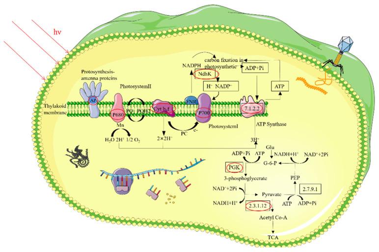 https://cdn.ncbi.nlm.nih.gov/pmc/blobs/1356/8875764/e080c733349e/microorganisms-10-00257-g006.jpg