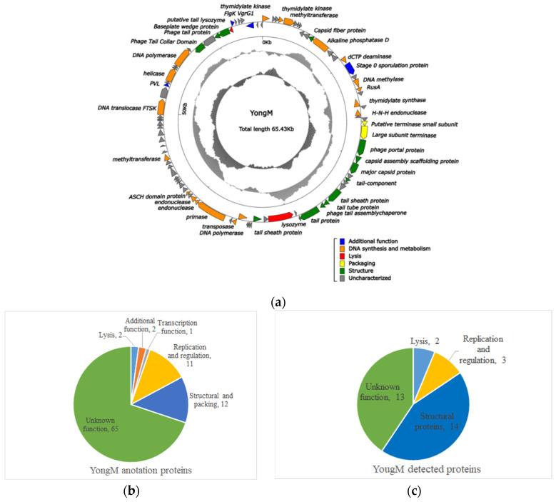 https://cdn.ncbi.nlm.nih.gov/pmc/blobs/1356/8875764/fa5de7d60d9f/microorganisms-10-00257-g005.jpg