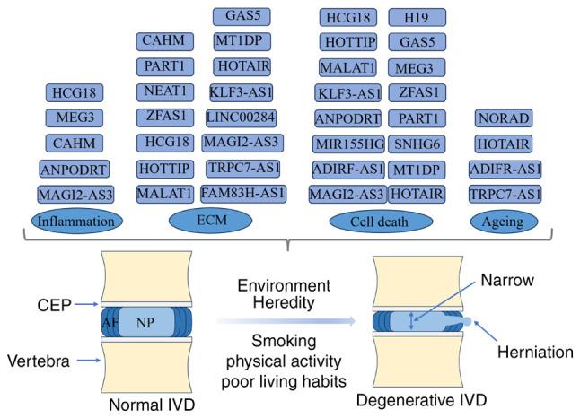 https://cdn.ncbi.nlm.nih.gov/pmc/blobs/135a/11267249/d78e67dab9d5/mmr-30-03-13288-g02.jpg