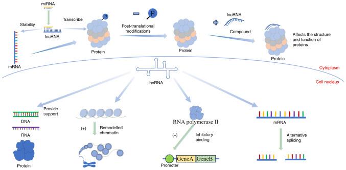 https://cdn.ncbi.nlm.nih.gov/pmc/blobs/135a/11267249/fa2357e8ac32/mmr-30-03-13288-g01.jpg