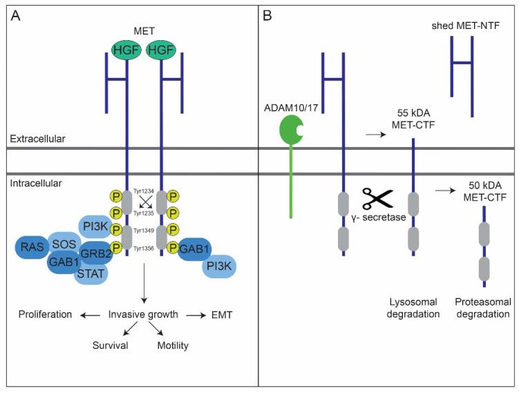 https://cdn.ncbi.nlm.nih.gov/pmc/blobs/135a/8946088/0e12cd91420e/cancers-14-01491-g001.jpg