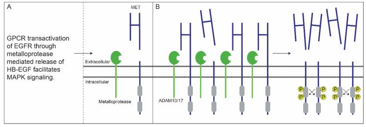 https://cdn.ncbi.nlm.nih.gov/pmc/blobs/135a/8946088/48543e014d95/cancers-14-01491-g002.jpg