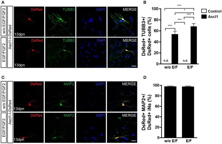 https://cdn.ncbi.nlm.nih.gov/pmc/blobs/135c/6240664/b7339fd89fea/fncel-12-00410-g0003.jpg