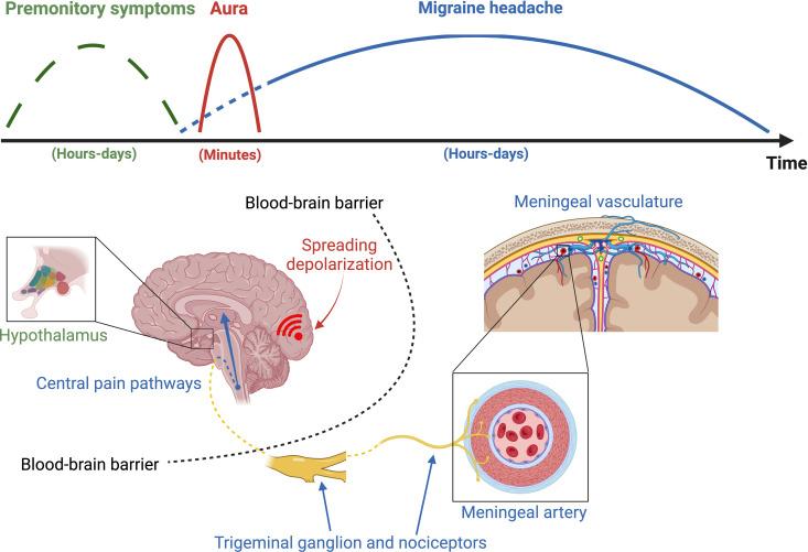 https://cdn.ncbi.nlm.nih.gov/pmc/blobs/135e/12157119/892fd94cb9ad/pbio.3003168.g002.jpg