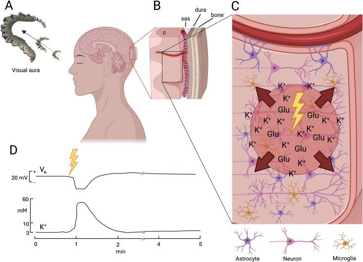 https://cdn.ncbi.nlm.nih.gov/pmc/blobs/135e/12157119/ea1857154f7d/pbio.3003168.g001.jpg