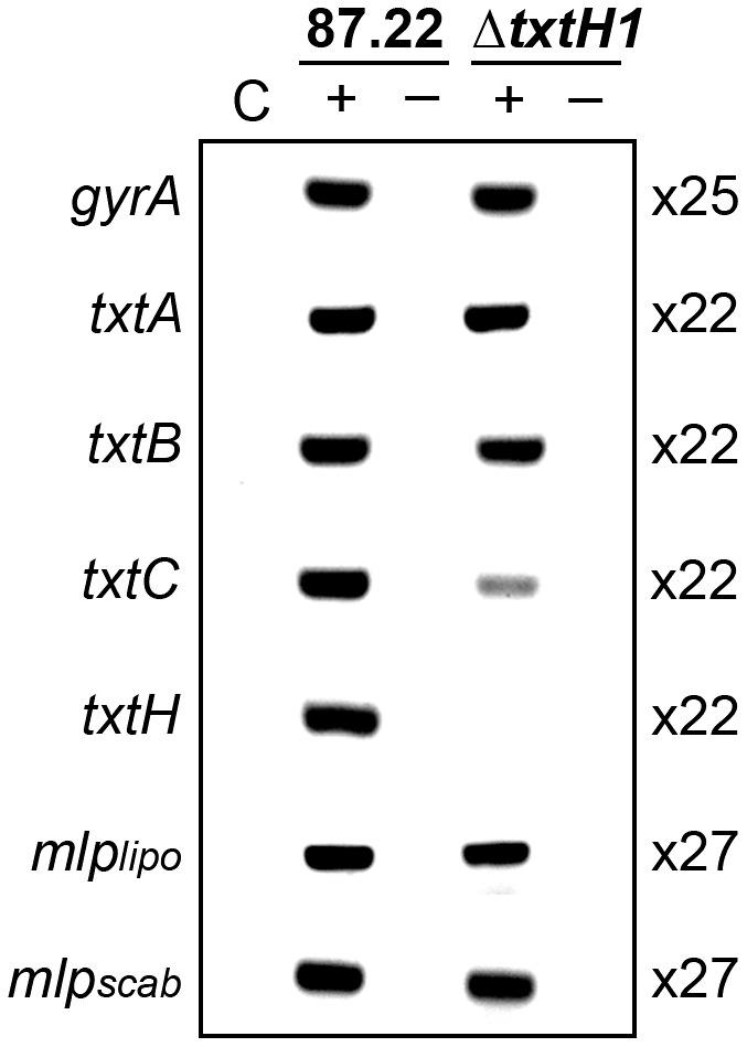 https://cdn.ncbi.nlm.nih.gov/pmc/blobs/135e/6792134/3b9711082085/MPP-20-1379-g005.jpg