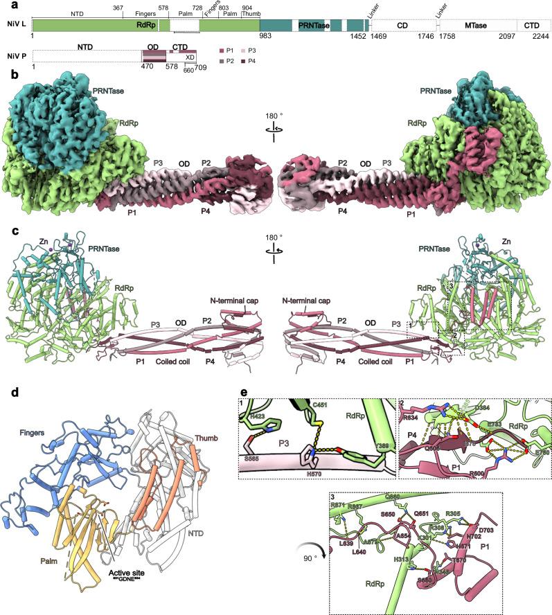 https://cdn.ncbi.nlm.nih.gov/pmc/blobs/1360/11885841/7838a0c8e9fe/41467_2025_57219_Fig1_HTML.jpg