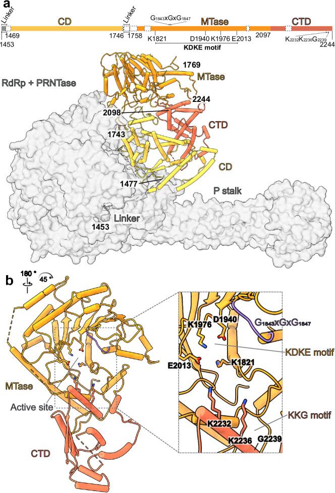 https://cdn.ncbi.nlm.nih.gov/pmc/blobs/1360/11885841/c4346606df49/41467_2025_57219_Fig4_HTML.jpg