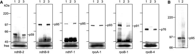 https://cdn.ncbi.nlm.nih.gov/pmc/blobs/1361/2248765/37cbf9c74442/gkm1026f1.jpg