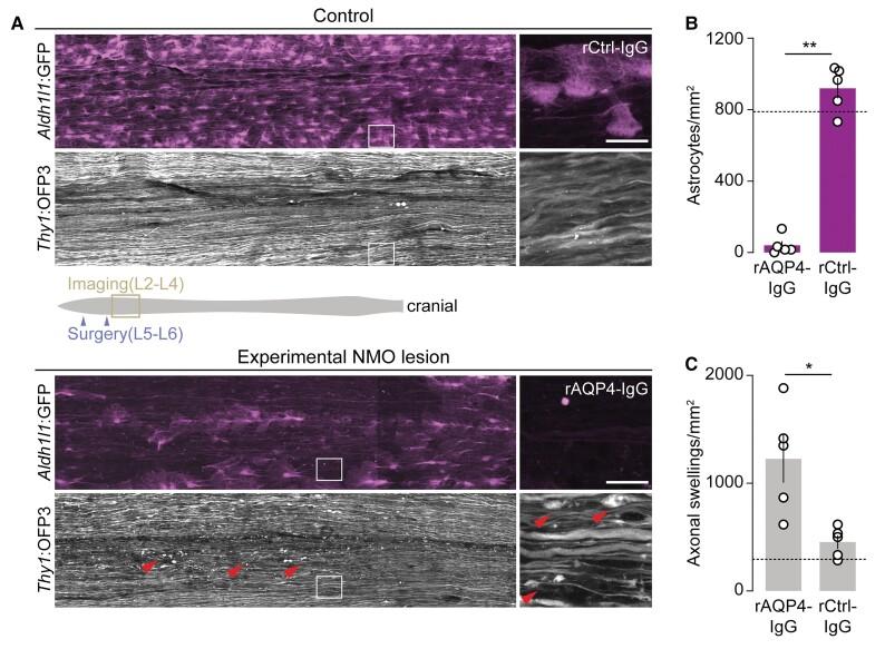 https://cdn.ncbi.nlm.nih.gov/pmc/blobs/1361/9166560/7a207d27d169/awac079f2.jpg