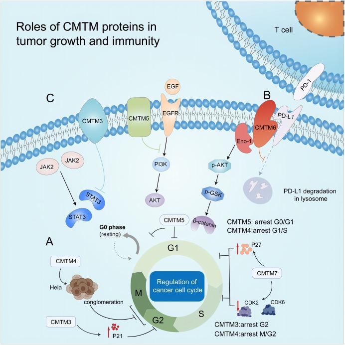 https://cdn.ncbi.nlm.nih.gov/pmc/blobs/1363/10787544/90e398ab83d0/peerj-12-16757-g002.jpg