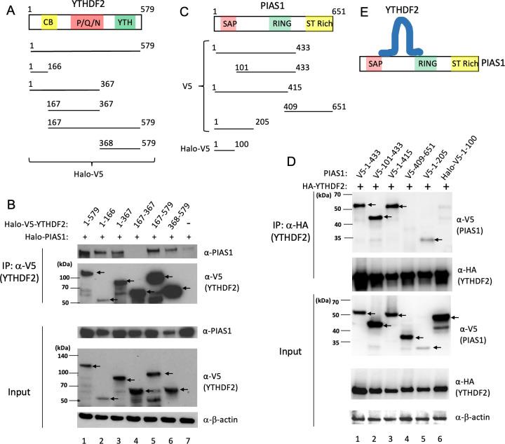 https://cdn.ncbi.nlm.nih.gov/pmc/blobs/1367/10865817/7cee07fb1aeb/mbio.03168-23.f002.jpg