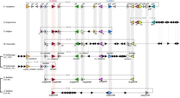 https://cdn.ncbi.nlm.nih.gov/pmc/blobs/1367/2656508/05fea50c7181/1471-2229-9-22-3.jpg