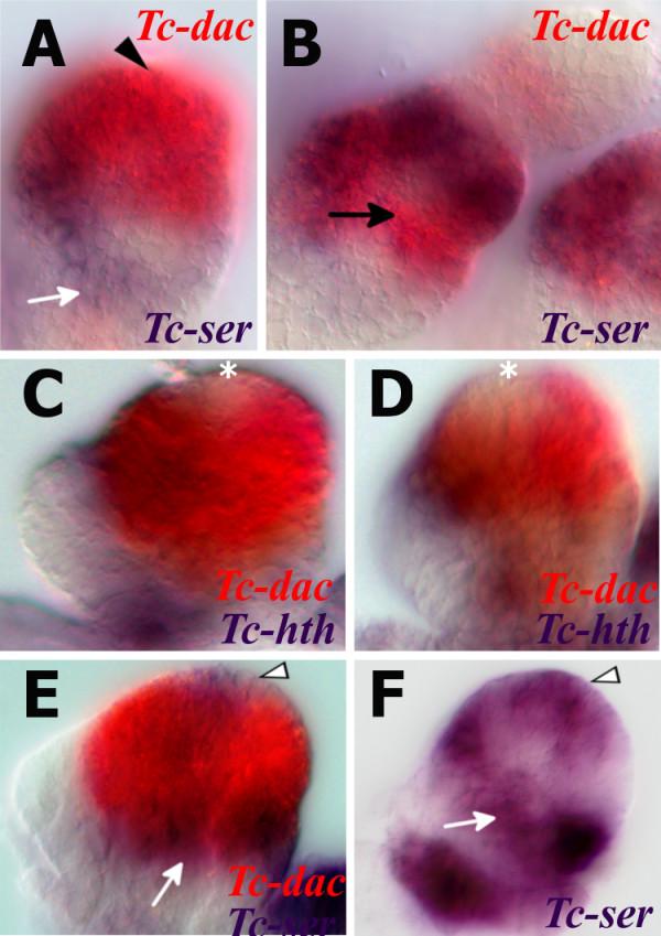 https://cdn.ncbi.nlm.nih.gov/pmc/blobs/1368/3564707/c2332ab7e397/2041-9139-4-1-7.jpg