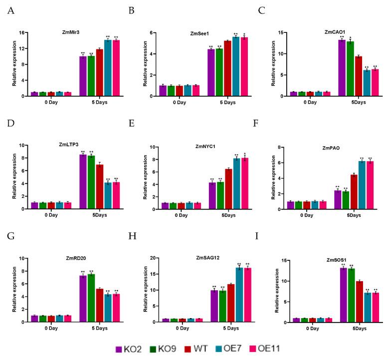 https://cdn.ncbi.nlm.nih.gov/pmc/blobs/136a/9785699/f309a412cd14/ijms-23-15984-g005.jpg