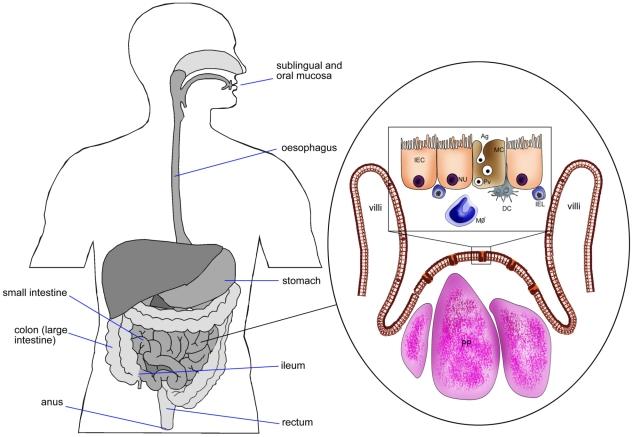 https://cdn.ncbi.nlm.nih.gov/pmc/blobs/136b/2978714/5102cca0fe4c/ppat.1001147.g001.jpg