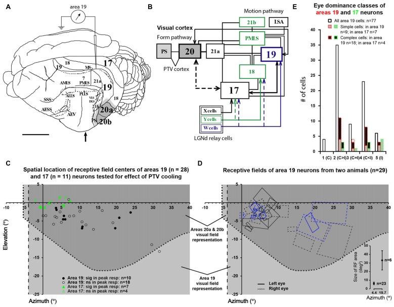 https://cdn.ncbi.nlm.nih.gov/pmc/blobs/136e/5404610/cc6fb3d4626b/fncir-11-00027-g0001.jpg
