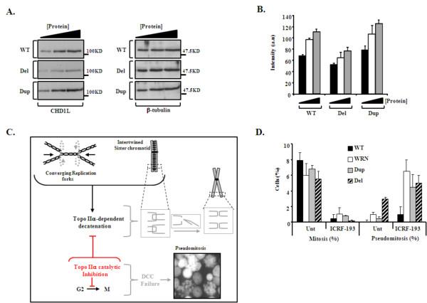 https://cdn.ncbi.nlm.nih.gov/pmc/blobs/136f/3180300/2927480dd76c/1750-1172-6-54-3.jpg
