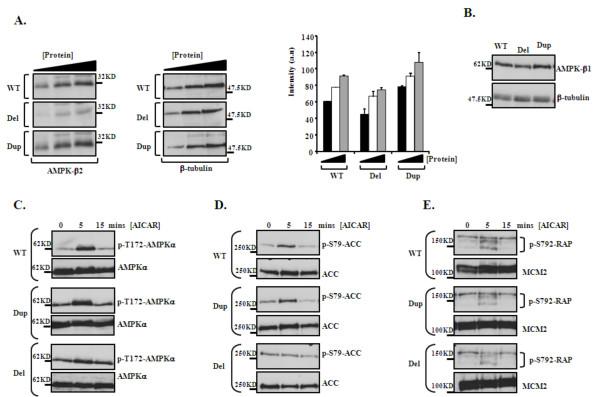 https://cdn.ncbi.nlm.nih.gov/pmc/blobs/136f/3180300/a26c3fa45590/1750-1172-6-54-5.jpg