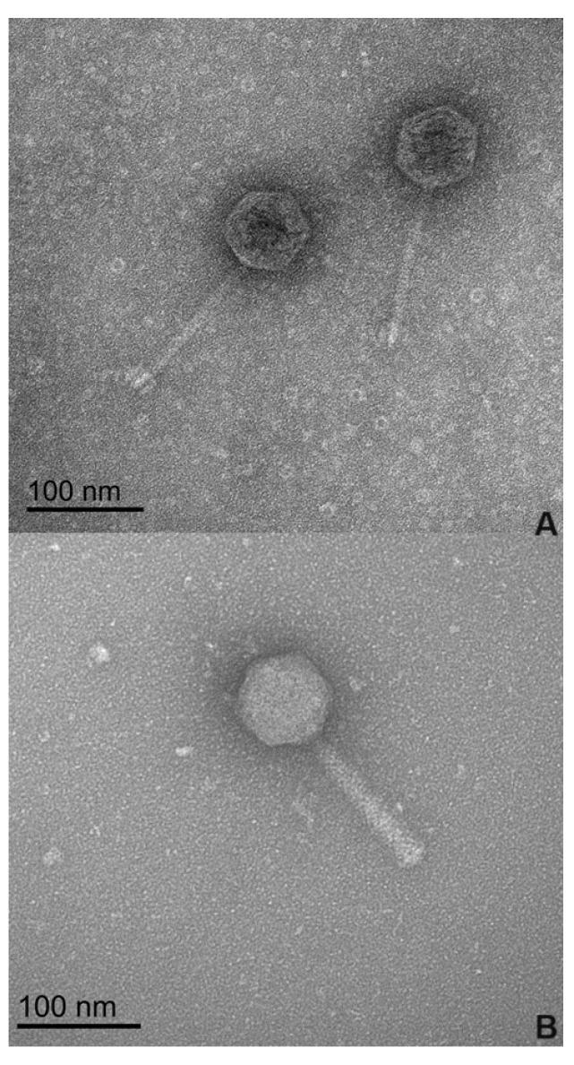 https://cdn.ncbi.nlm.nih.gov/pmc/blobs/1370/11433742/e18f90651a2c/microorganisms-12-01795-g001.jpg