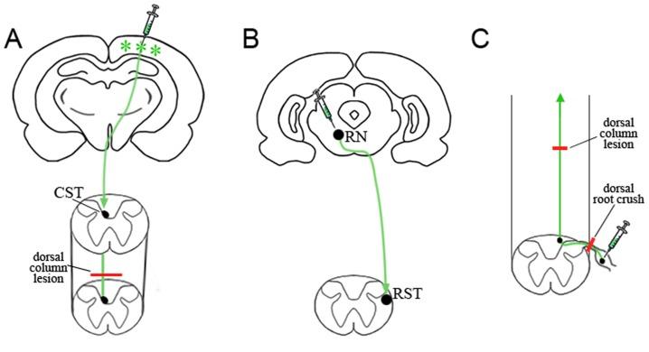 https://cdn.ncbi.nlm.nih.gov/pmc/blobs/1370/3911946/1394286d8376/pone.0087447.g001.jpg