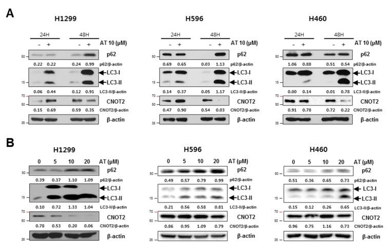 https://cdn.ncbi.nlm.nih.gov/pmc/blobs/1370/6826547/88bccc11b9d0/cancers-11-01470-g003a.jpg