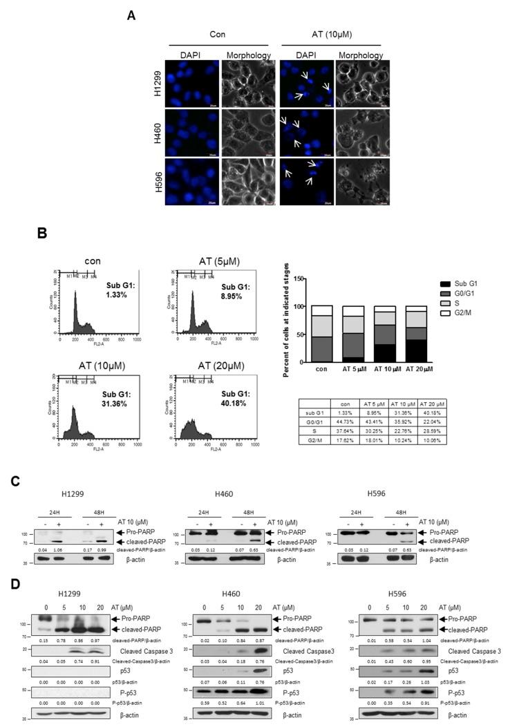 https://cdn.ncbi.nlm.nih.gov/pmc/blobs/1370/6826547/bf07a7f79f55/cancers-11-01470-g002a.jpg