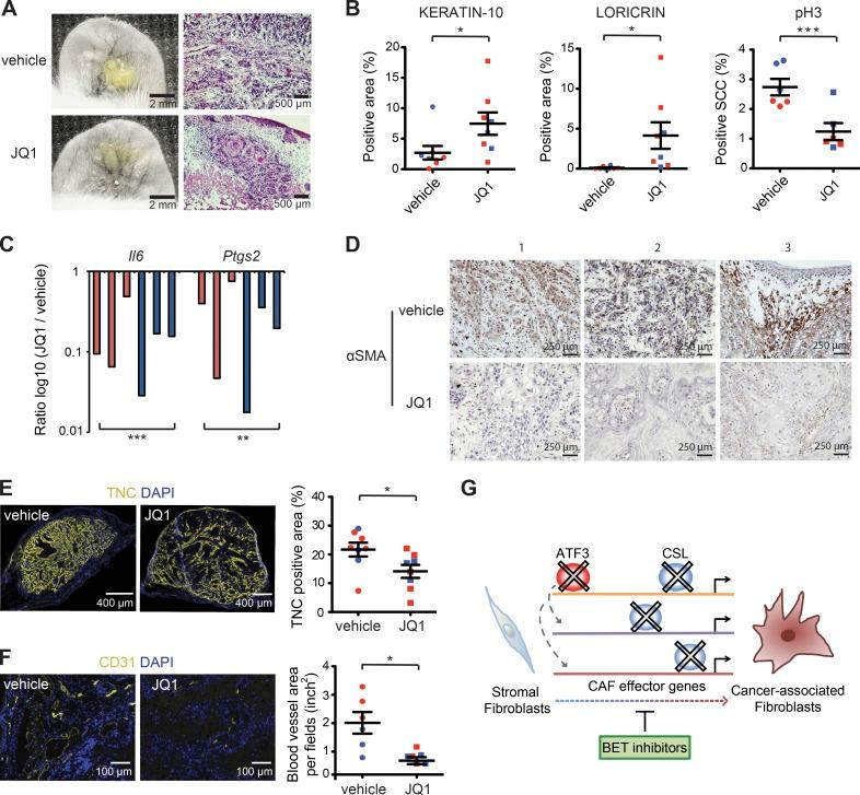 https://cdn.ncbi.nlm.nih.gov/pmc/blobs/1375/5551580/1768ae5c9466/JEM_20170724_Fig8.jpg