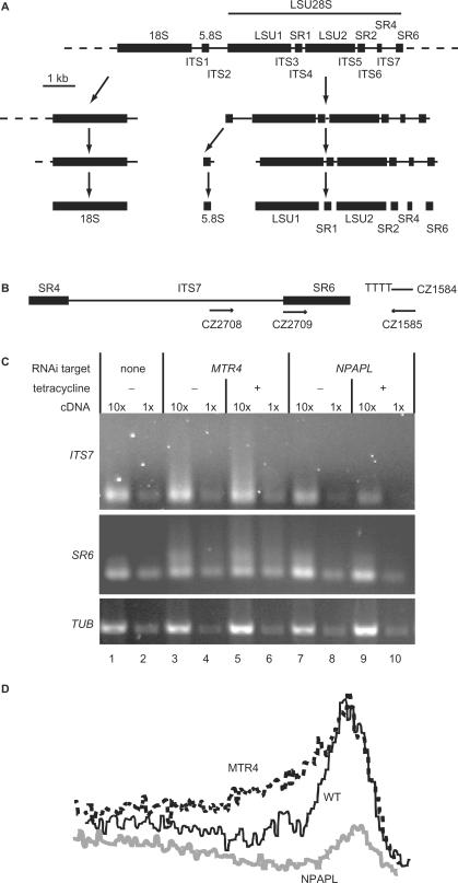 https://cdn.ncbi.nlm.nih.gov/pmc/blobs/1379/2175323/83322a4946b2/gkm736f4.jpg
