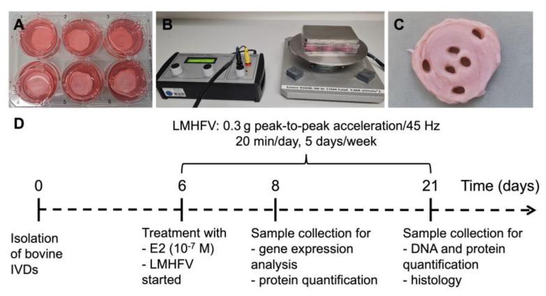 https://cdn.ncbi.nlm.nih.gov/pmc/blobs/137a/10094023/dadc1346e3b6/ijms-24-06143-g001.jpg