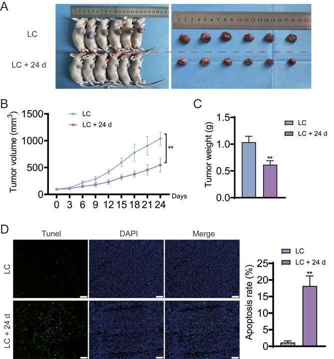 https://cdn.ncbi.nlm.nih.gov/pmc/blobs/137d/11552396/73ebc44dbb53/12885_2024_13121_Fig7_HTML.jpg