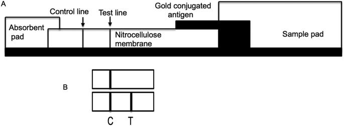 https://cdn.ncbi.nlm.nih.gov/pmc/blobs/137d/8099747/48b744a88fd5/gr4.jpg