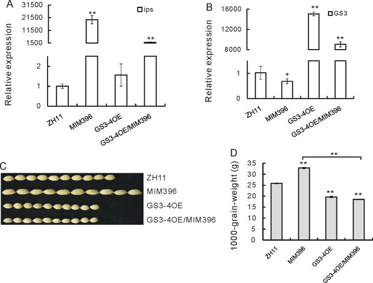 https://cdn.ncbi.nlm.nih.gov/pmc/blobs/1381/11384671/222b2acd9645/12284_2024_736_Fig2_HTML.jpg