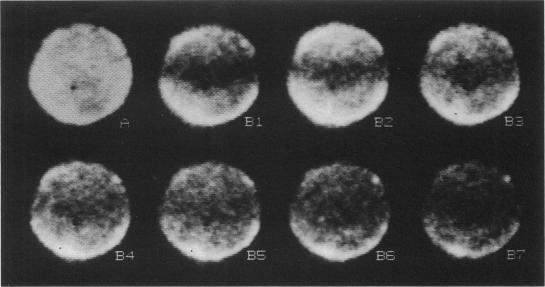 https://cdn.ncbi.nlm.nih.gov/pmc/blobs/1381/1281095/5cdd2c232267/biophysj00120-0094-a.jpg