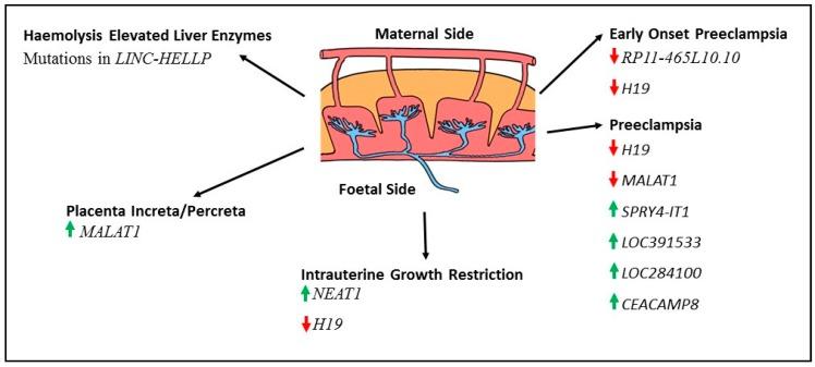 https://cdn.ncbi.nlm.nih.gov/pmc/blobs/1381/5535864/3f1605a4dc90/ijms-18-01371-g001.jpg