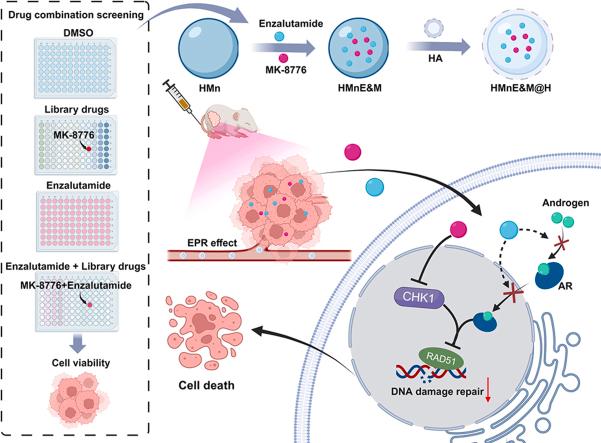 https://cdn.ncbi.nlm.nih.gov/pmc/blobs/1383/11143519/03852b5d44d8/ga1.jpg