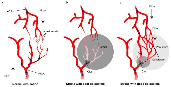 https://cdn.ncbi.nlm.nih.gov/pmc/blobs/1385/5751271/325c12a95c5c/ijms-18-02669-g002.jpg