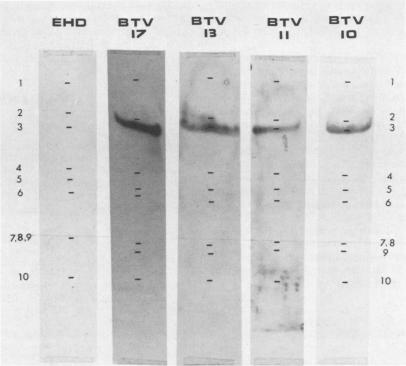 https://cdn.ncbi.nlm.nih.gov/pmc/blobs/1387/255841/d90f865e251d/jvirol00132-0195-a.jpg