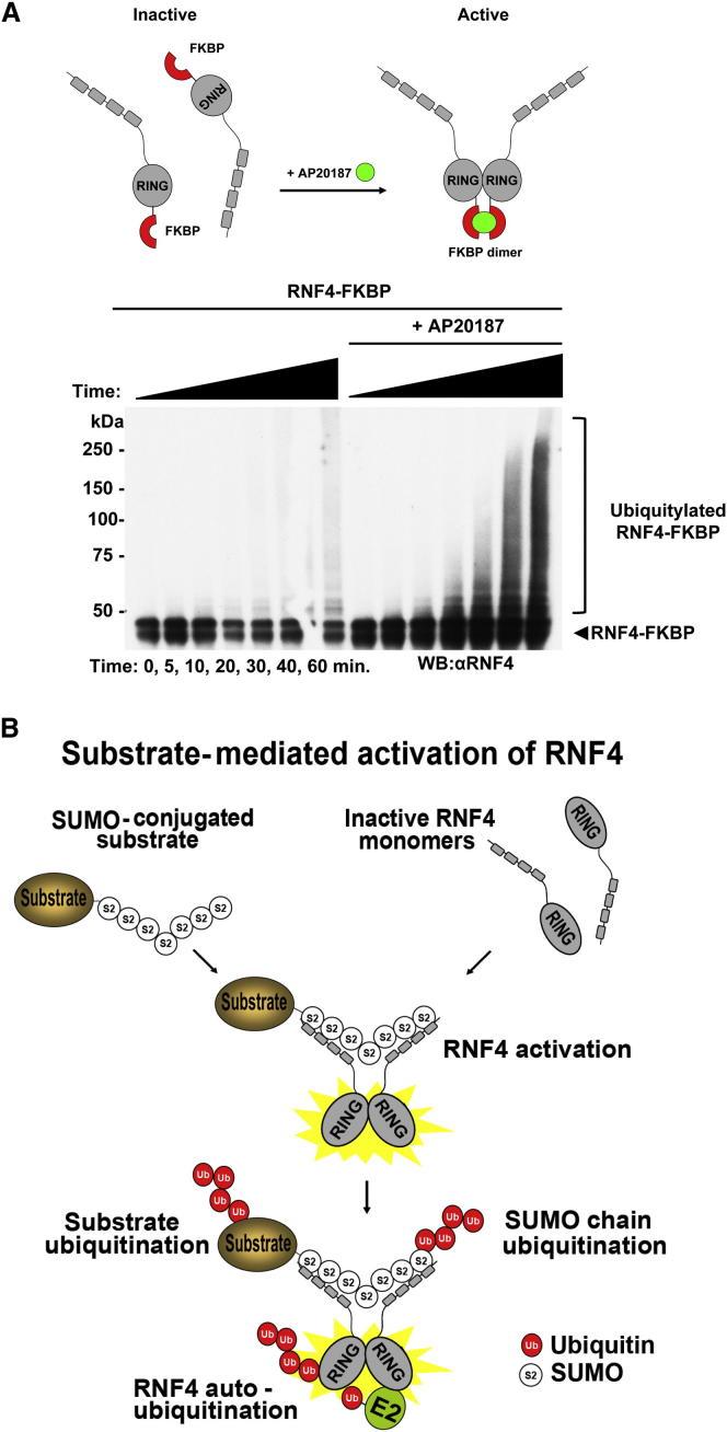 https://cdn.ncbi.nlm.nih.gov/pmc/blobs/138e/3991395/3f4ef8385d11/gr7.jpg