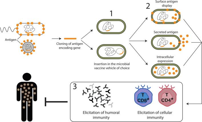 https://cdn.ncbi.nlm.nih.gov/pmc/blobs/1395/9881383/70c1a7096d69/13071_2023_5651_Fig3_HTML.jpg