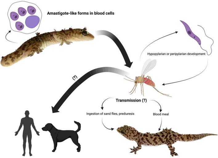 https://cdn.ncbi.nlm.nih.gov/pmc/blobs/1395/9881383/f1d140398ce9/13071_2023_5651_Fig2_HTML.jpg