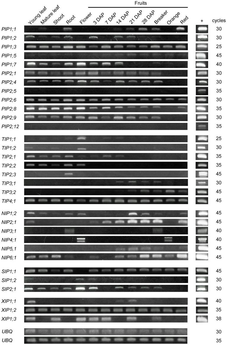 https://cdn.ncbi.nlm.nih.gov/pmc/blobs/1397/3834038/b2aaf8c35713/pone.0079052.g004.jpg