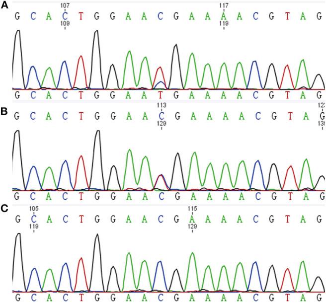 https://cdn.ncbi.nlm.nih.gov/pmc/blobs/1399/7472796/089434f040d9/fendo-11-00558-g0004.jpg