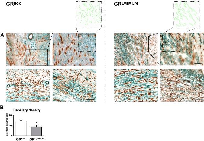https://cdn.ncbi.nlm.nih.gov/pmc/blobs/139a/5636710/0378541730ed/fasebj201700317Rf3.jpg