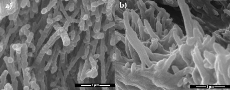 https://cdn.ncbi.nlm.nih.gov/pmc/blobs/139b/7881124/61d40ea96292/41598_2021_83161_Fig5_HTML.jpg