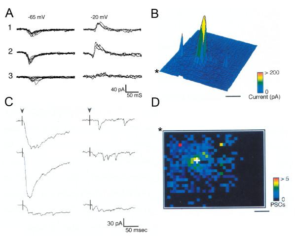 https://cdn.ncbi.nlm.nih.gov/pmc/blobs/139f/2825501/04d974e167e9/1749-8104-5-5-1.jpg