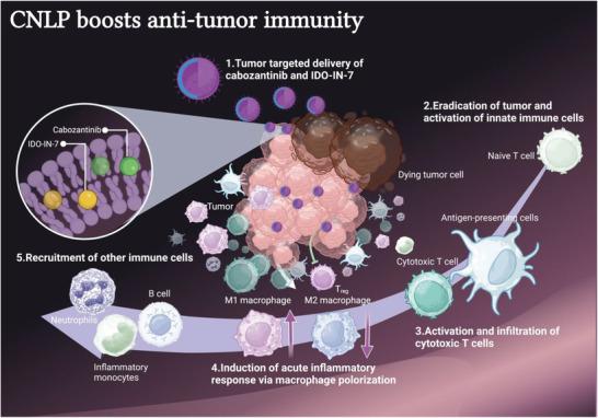 https://cdn.ncbi.nlm.nih.gov/pmc/blobs/13a5/11468610/3f16038276a6/ADHM-12-2302046-g001.jpg