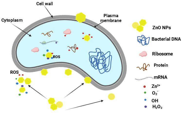 https://cdn.ncbi.nlm.nih.gov/pmc/blobs/13a8/11172566/91a4078eb13b/ijms-25-06073-g012.jpg