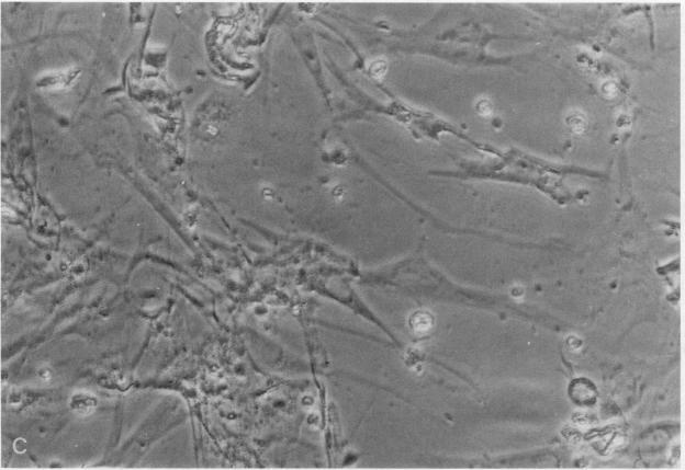https://cdn.ncbi.nlm.nih.gov/pmc/blobs/13a8/329646/77c4b1d62cb4/jcinvest00482-0225-a.jpg